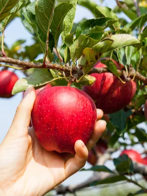 freezer apple sauce recipe