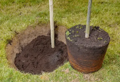 planting trees