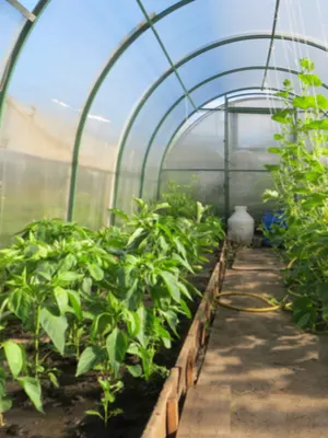 hoophouse