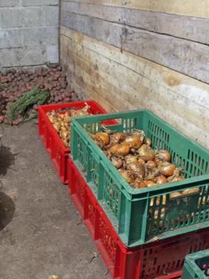homemade root cellars