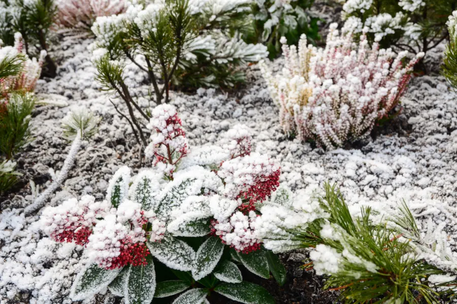 protect perennials