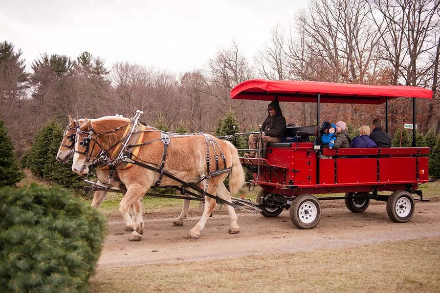 Christmas Tree Farm