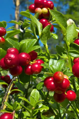 growing cranberries