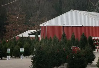 Christmas Tree Farm