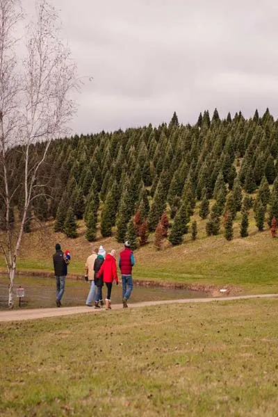 Christmas Tree Farm