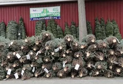 Christmas Tree Farm
