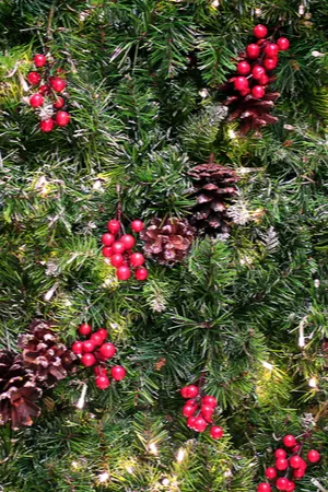 living Christmas tree