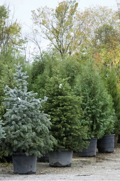 living Christmas tree
