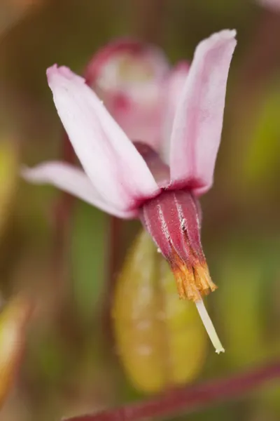 growing cranberries