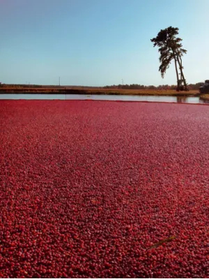 growing cranberries