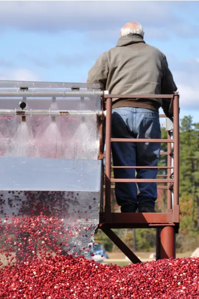 growing cranberries