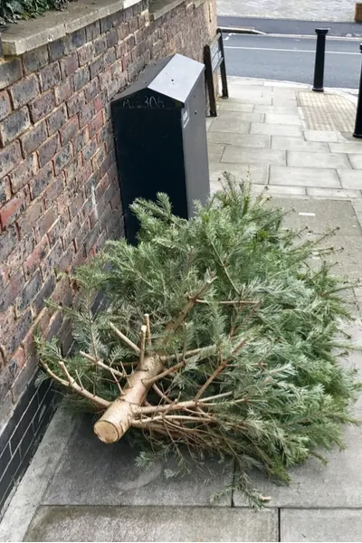 living Christmas tree