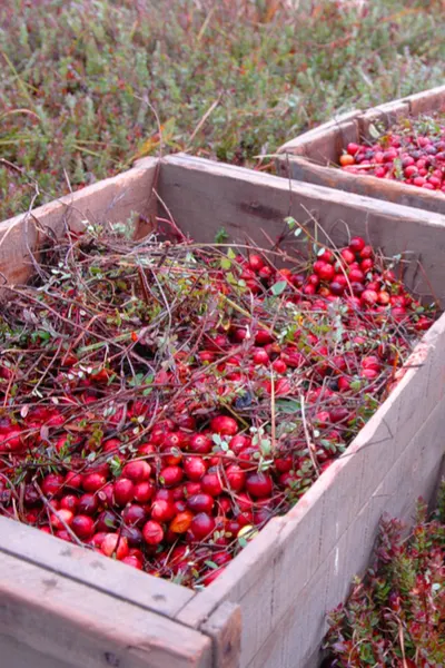 growing cranberries