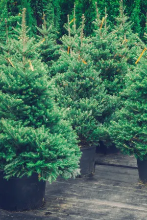 living Christmas tree