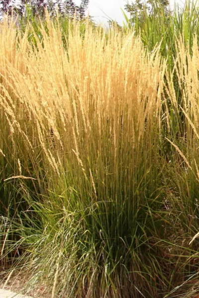 ornamental grass care