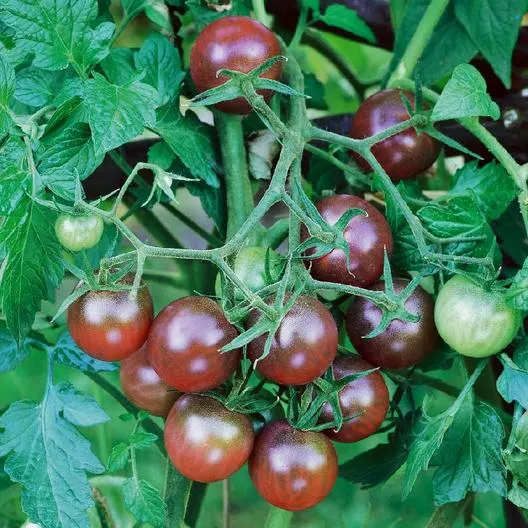 growing heirloom tomatoes