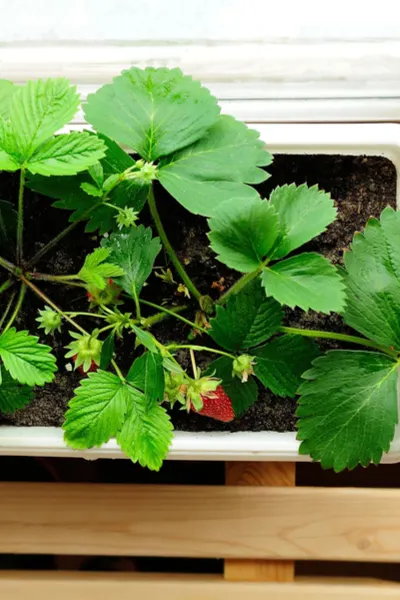 growing strawberries