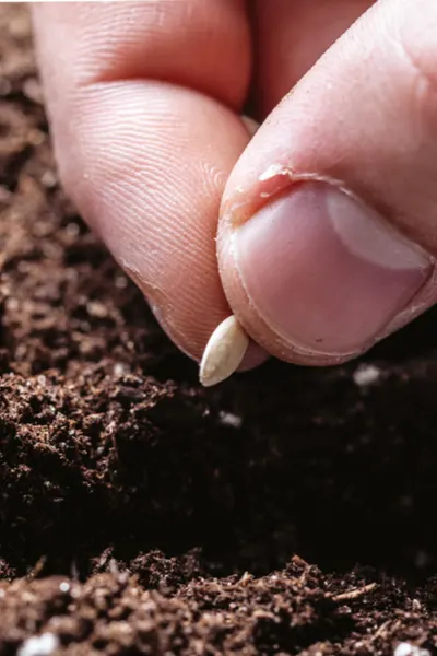 spring vegetable crops