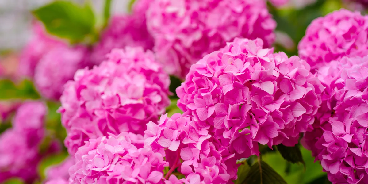 growing hydrangeas
