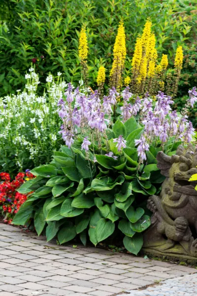 How To Divide And Transplant Hostas
