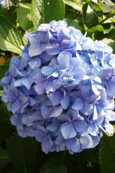 growing hydrangeas
