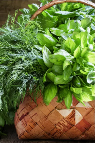 kitchen herb garden