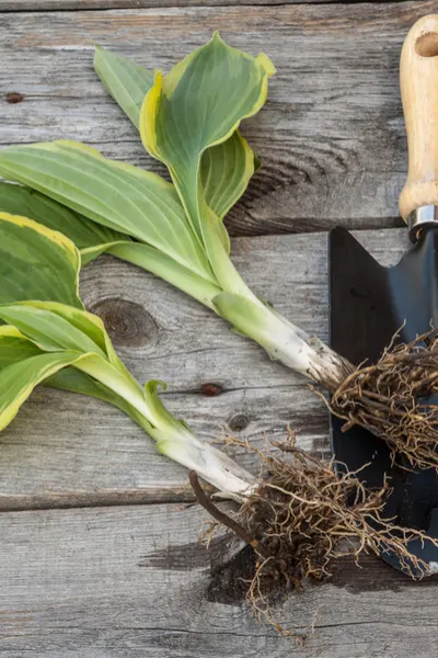 small hosta plant