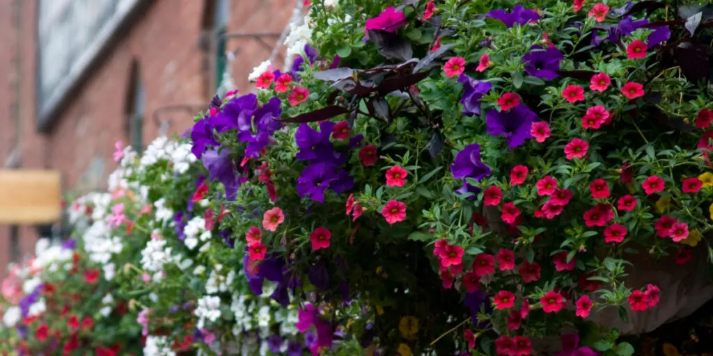 planting hanging baskets