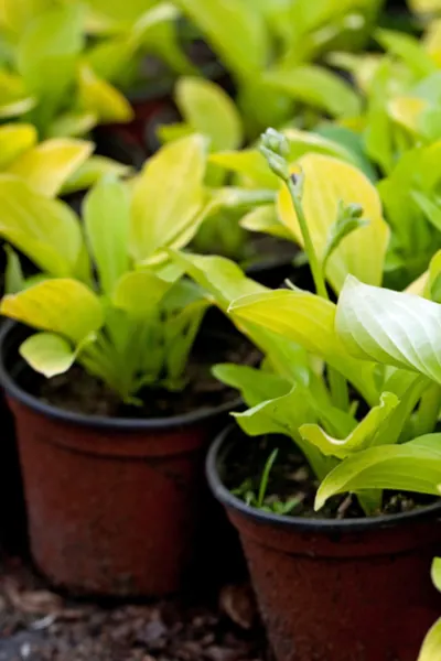 potted hosta plants