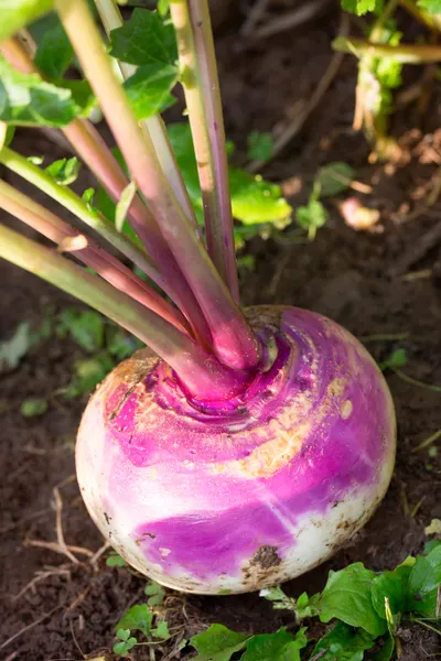 growing turnips from seed