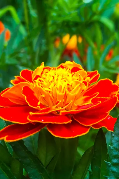 growing marigolds in the garden