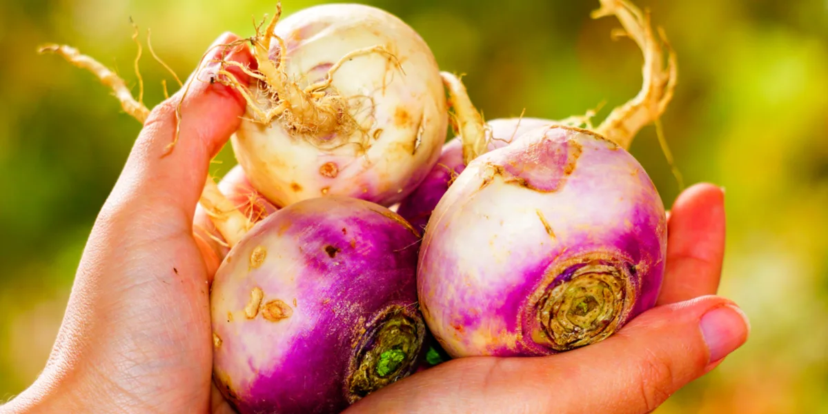 growing turnips