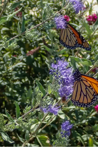 growing butterfly bushes