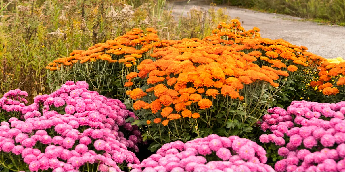 mums bloom in the fall