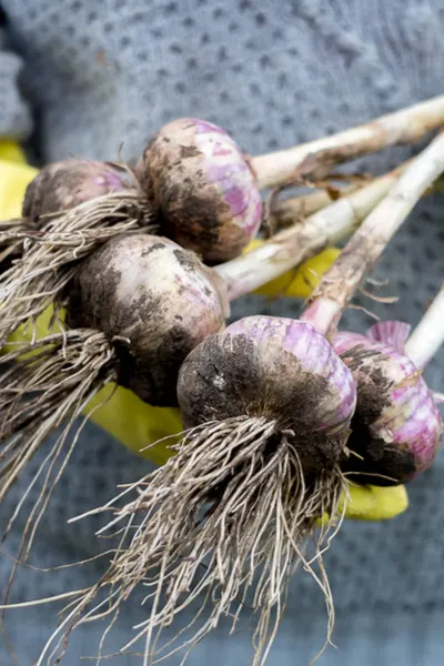 Harvesting garlic