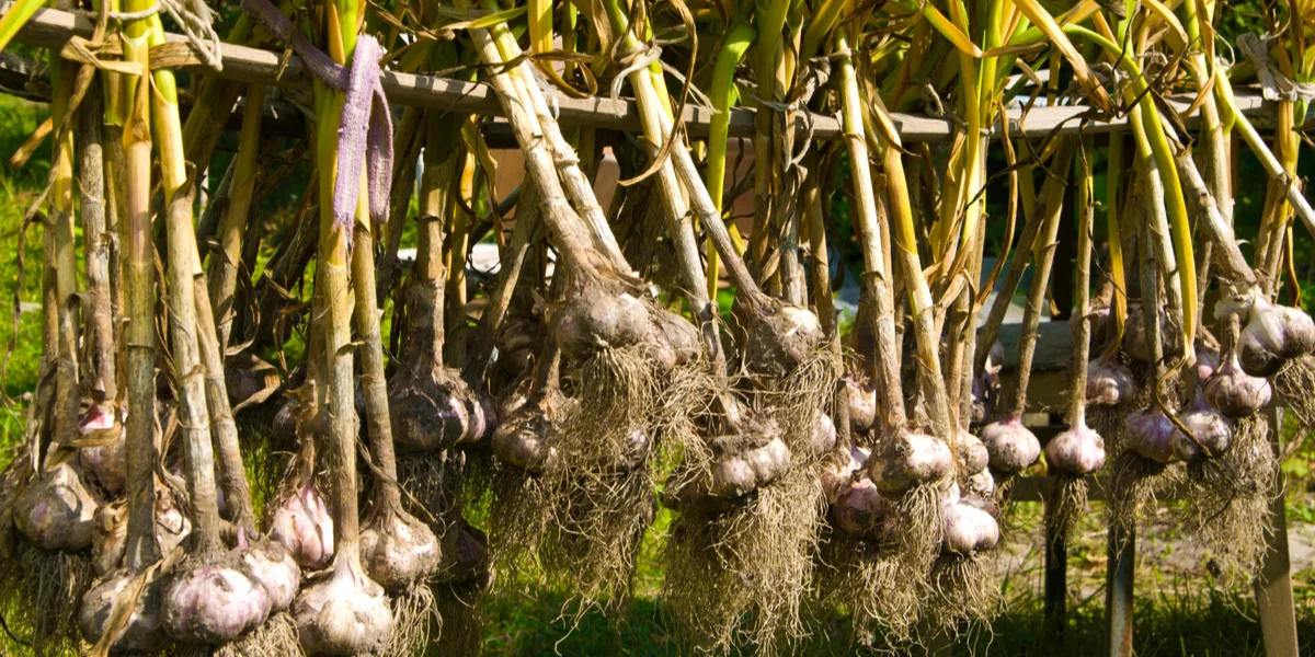 harvest and cure garlic