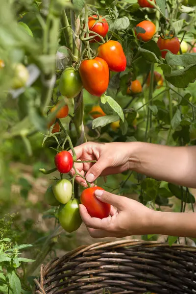 picking tomatoes