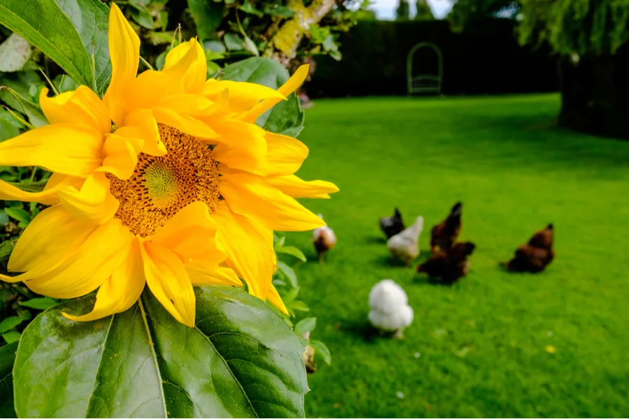 Sunflowers
