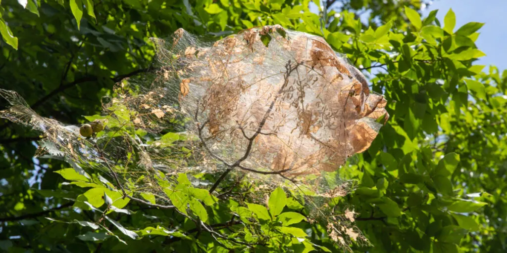 how to control webworms