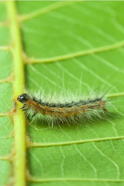 control webworms