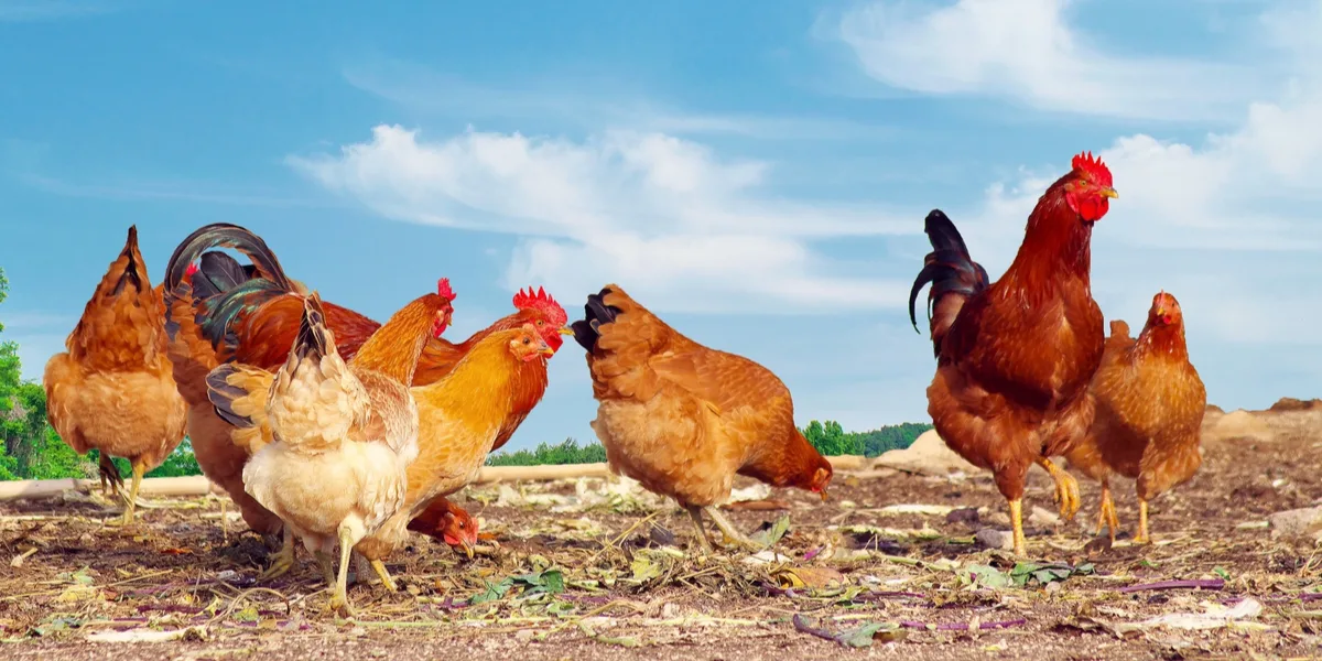 raising backyard chickens