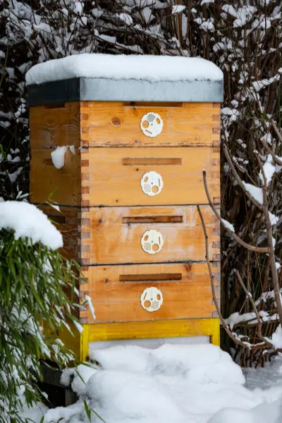 how honey bees survive winter