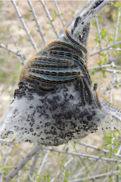 eastern tent caterpillar