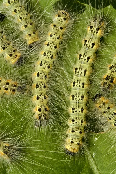 controlling webworms