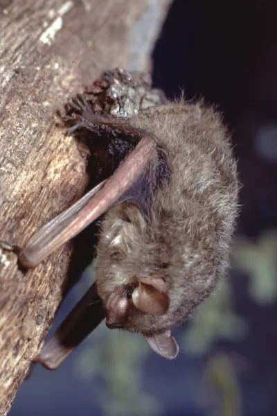 attracting bats