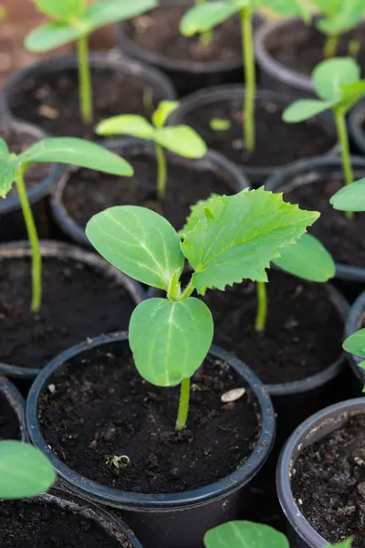 young seedling - compost