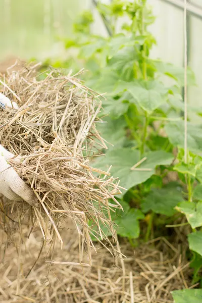 mulching - secret to growing cucumbers