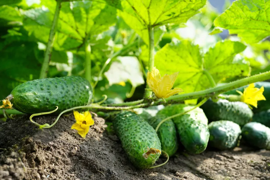 garden planting