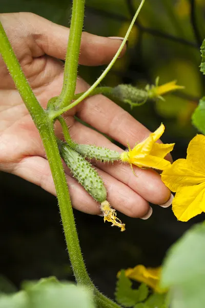 how to grow cucumbers