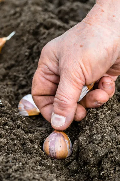 planting garlic